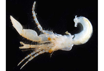 Zootaxa's tweet photo. A #newspecies of hermit #crab provisionally assigned to the #genus #Pagurus Fabricius, 1775 (#Crustacea: #Anomura: #Paguridae) from the #Ryukyu Islands, #Japan
#taxonomy
https://t.co/OhP1YVvTmf https://t.co/dToPdGDQu4