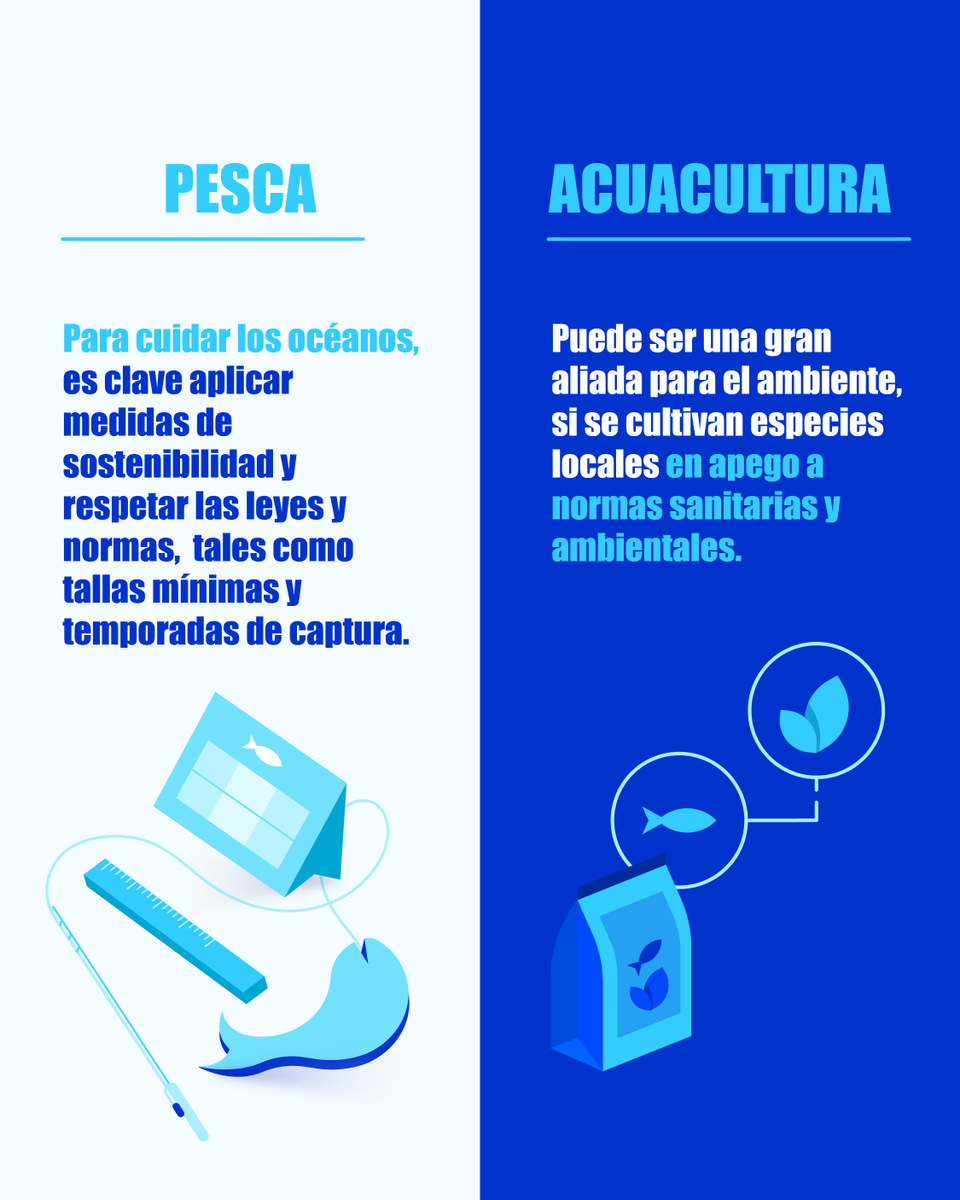 🐟 La pesca y la acuacultura nos brindan alimentos azules, pero de formas distintas:
👉La pesca obtiene especies del mar abierto, por eso debemos cuidar los océanos.
👉La acuacultura cría peces en ambientes controlados, y puede ser sostenible.
#ConsumoResponsable #AlimentosAzules