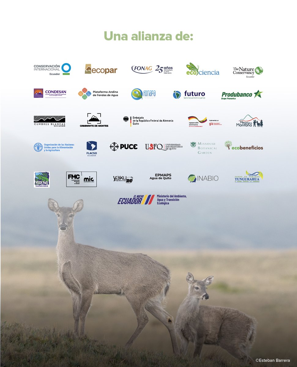 💧🌿 ¡Cinco años alzando la voz por los páramos!
+ de 20 organizaciones lanzamos una gran campaña colectiva destacando el inmenso valor de este ecosistema altoandino.

<a href="/CI_Ecuador/">Conservación Internacional Ecuador</a>
<a href="/ECOPAR2/">Corporación ECOPAR</a>
@Ambiente_Ec
<a href="/USFQ_Ecuador/">Universidad San Francisco de Quito</a>
<a href="/FLACSOec/">FLACSO Ecuador</a>
<a href="/PUCE_Ecuador/">PUCE Ecuador</a>
<a href="/fonag/">FONAG | El primer Fondo de Agua del mundo</a>
<a href="/produbancoec/">PRODUBANCO</a>
<a href="/F_EcoCiencia/">Fundación EcoCiencia</a>