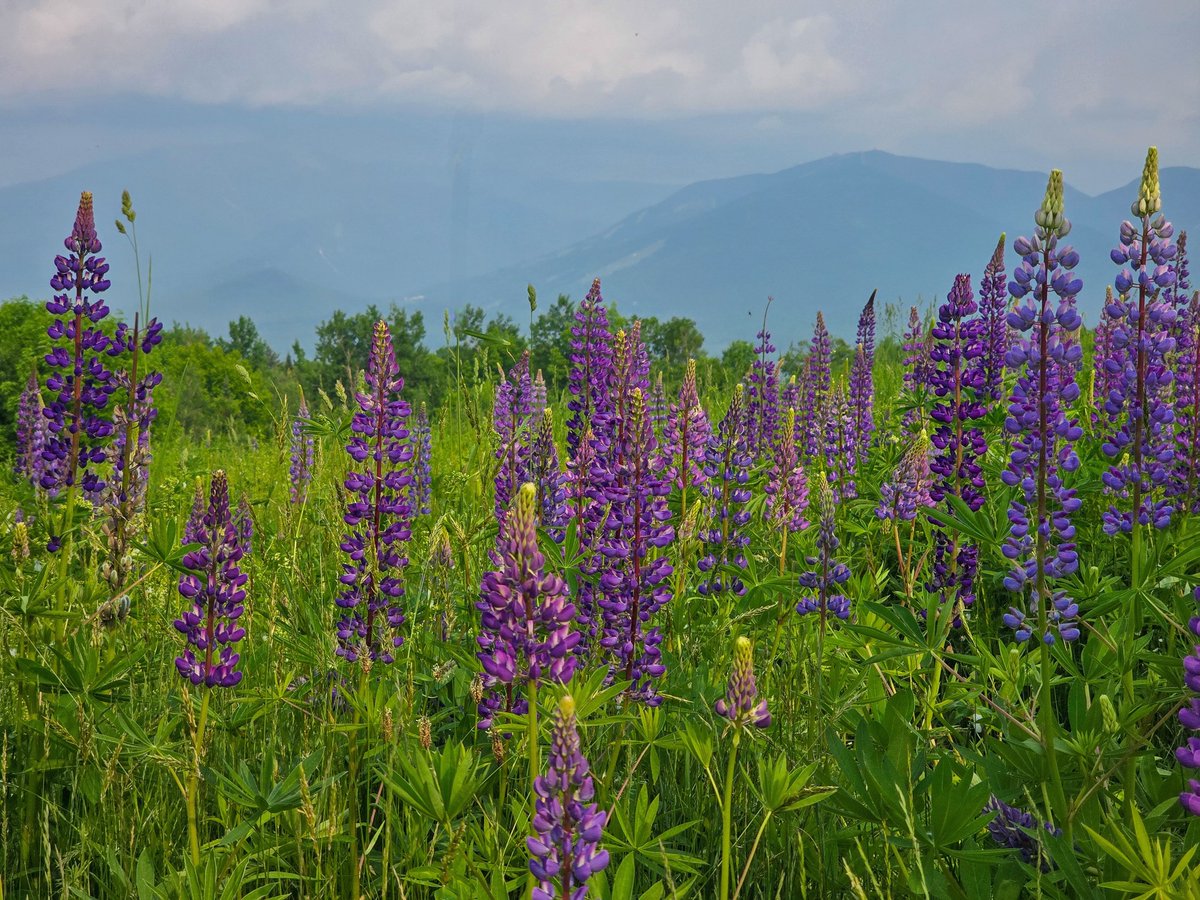 Lupine season has arrived in Sugar Hill and the fields are bursting with color!

📸: Zack Saint \ u local