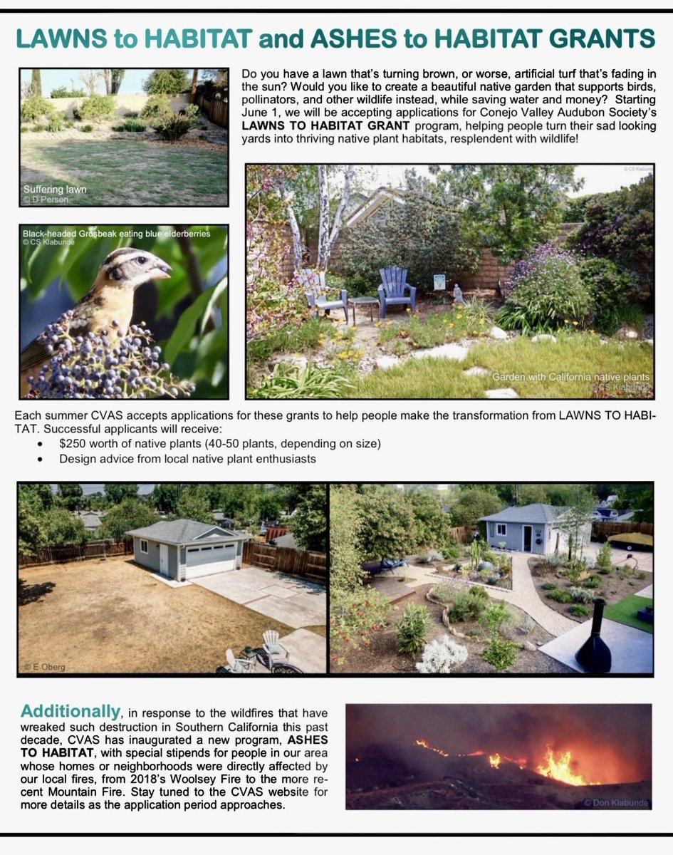 The Conejo Valley Audubon Society is offering Moorpark residents $250 worth of bird-friendly native plants (40-50 plants, enough to cover ~2,500 SF) and free advice through its Laws to Habitat grant program. Apply now through July 15 at wp.conejovalleyaudubon.org/lawns-to-habit…!