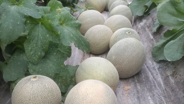 電解水素水で育った草津メロン🍈／ 今年もやります😍✨ 大きくて甘～い