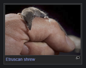 max banshees 2 (@halourgon) on Twitter photo 