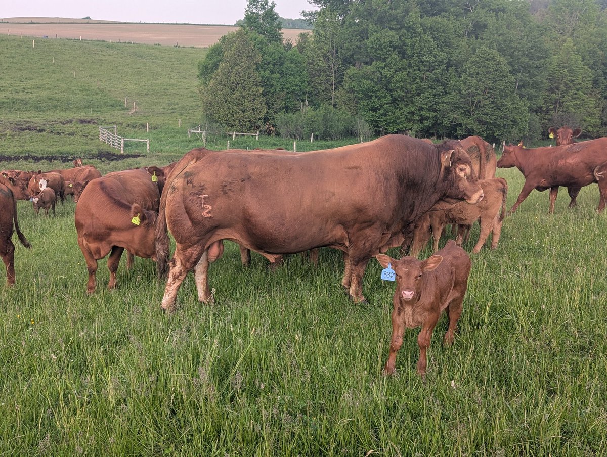 One of our walking bulls we turned out this past weekend on 30 1st calving balancer and simangus heifers. <a href="/CDNLimousin/">Canadian Limousin</a> 
He is out of the Treftz Limousin herd in South Dakota! #wheremusclestillmatters
Contact Glenn for superior Limousin bulls!
