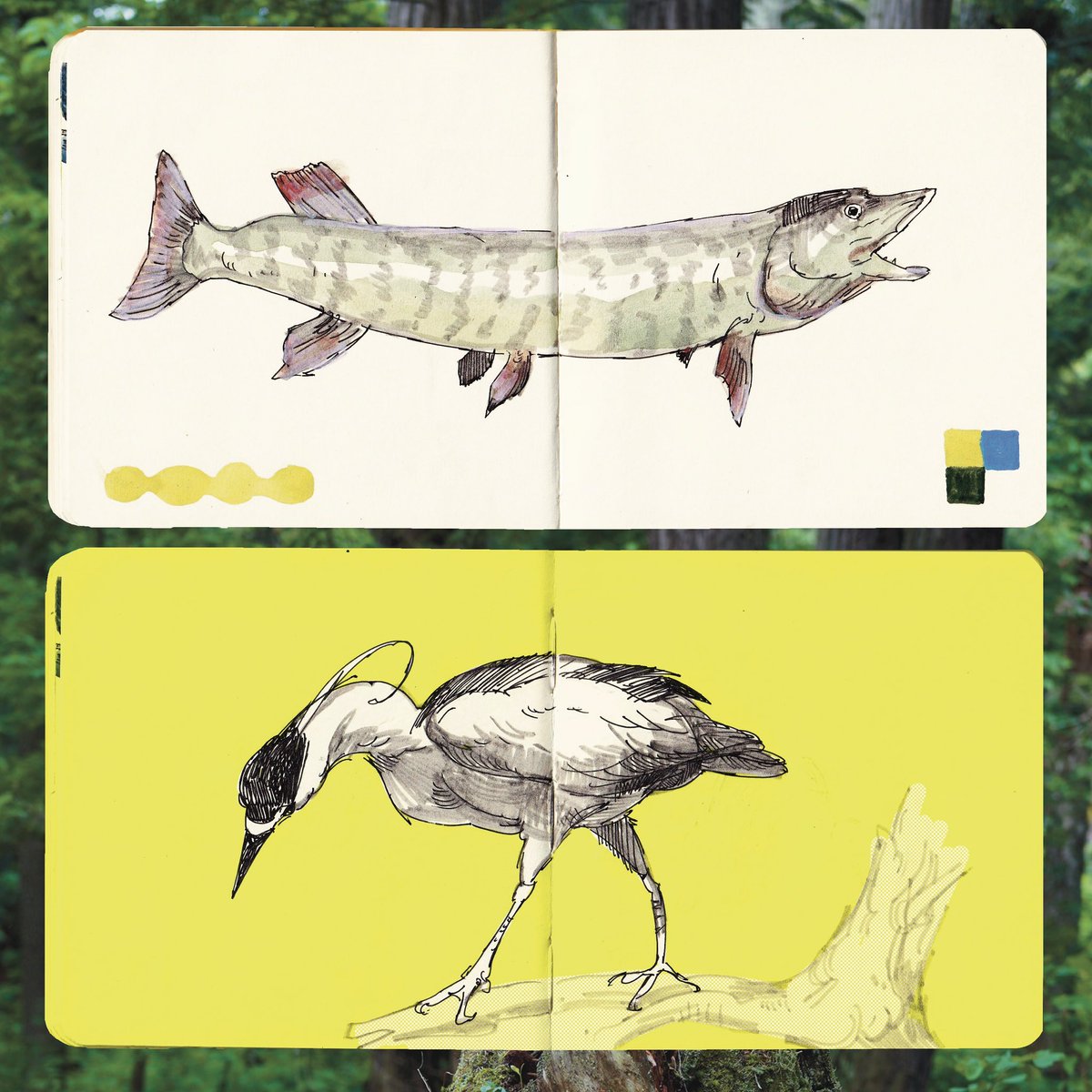 jamiegreenillus's tweet image. Drawings from the Cleveland Museum of Natural History