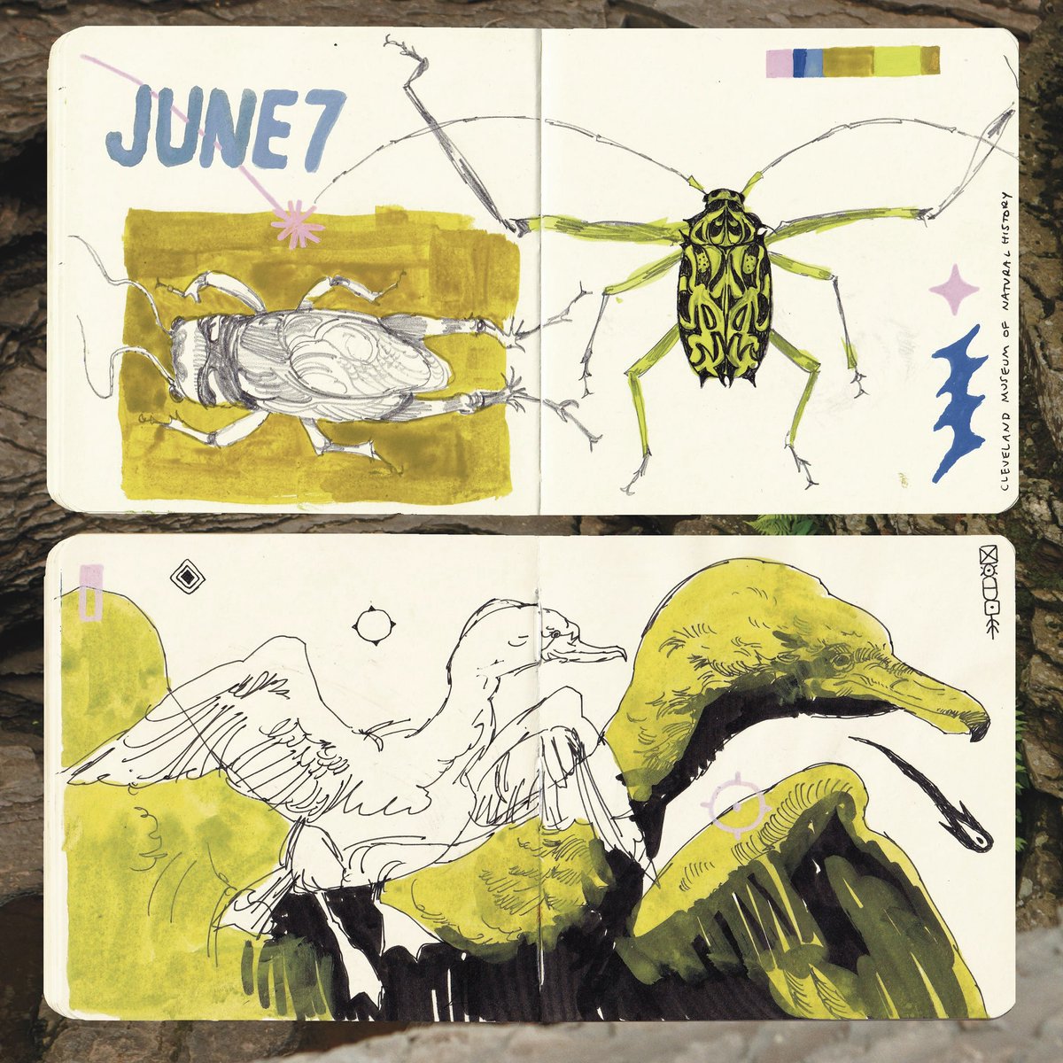 jamiegreenillus's tweet image. Drawings from the Cleveland Museum of Natural History
