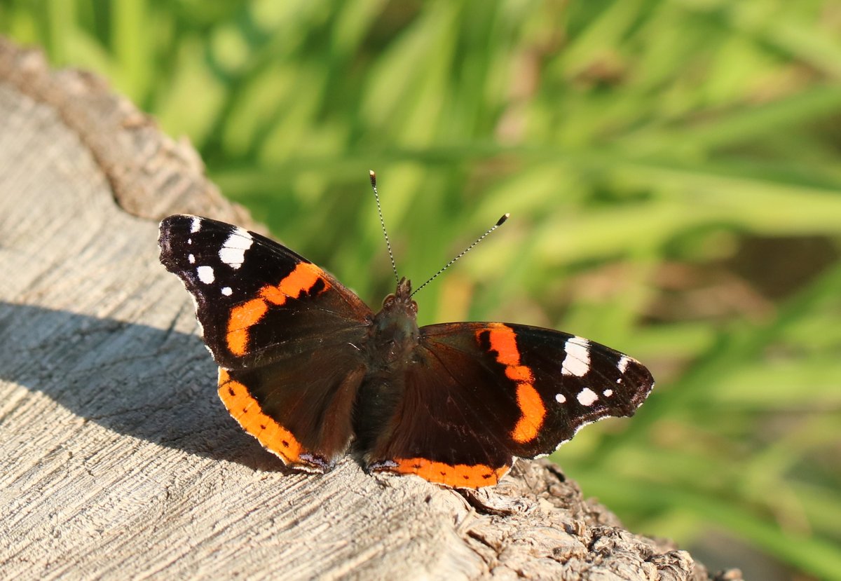 Ondanks de #junidip vliegt hier nog best wat rond:
🦋
#distelvlinder (afgevlogen uit Zuid-Europa)
#KleineVos (op de wintertarwe)
#KleinKoolwitje (ook al was ie best groot)
#atalanta (admiraalvlinder of nummervlinder)
🦋
#insectenopdeboerderij #vlinders #wiekijktdieziet