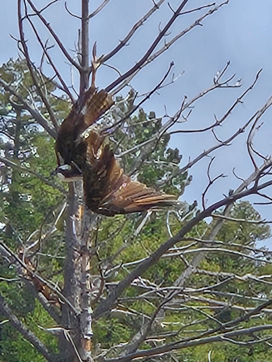 CPW NE Region tweet media