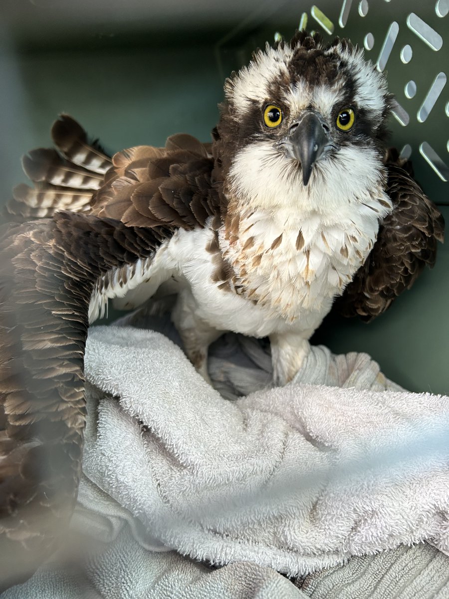 CPW NE Region tweet media