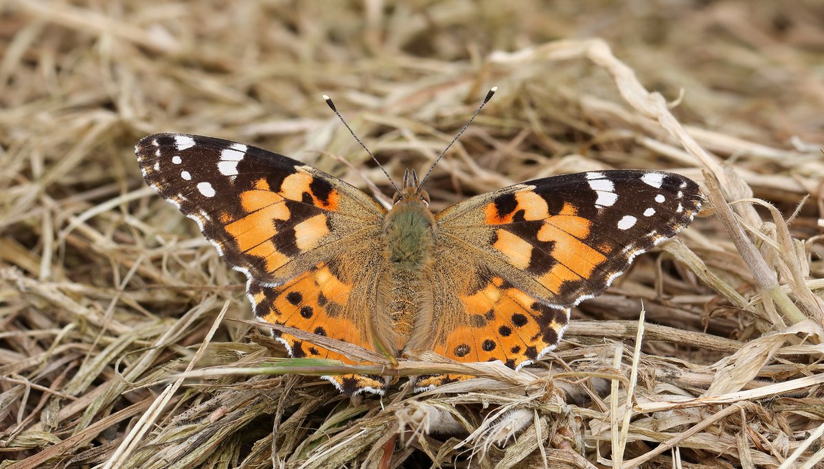 Een Distelvlinder die stilletjes tussen het verdorde gras zit te wachten op de zon.
#Roeselare #Bergmolenbos #Distelvlinder