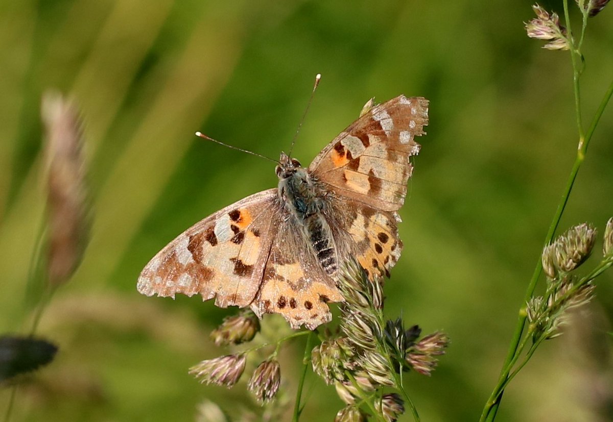 Karin Bergmans-Elshof 🥔🦋 tweet media