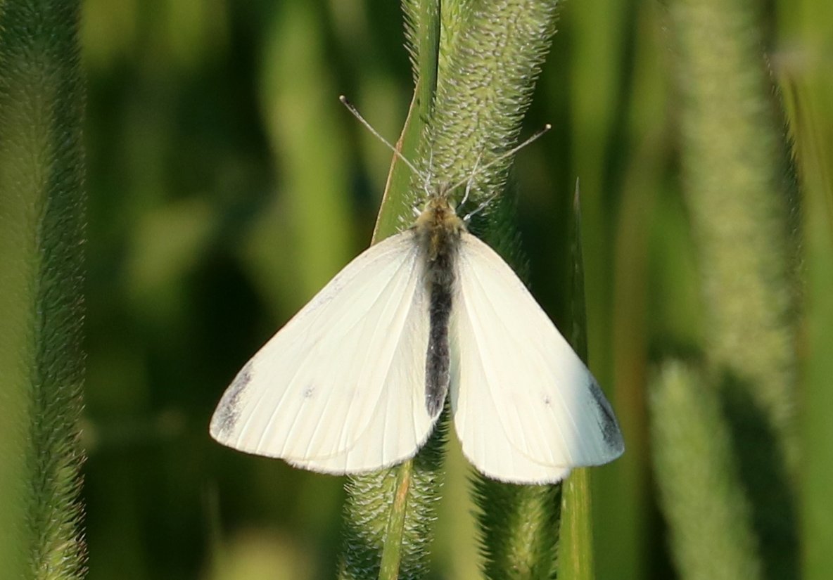 Karin Bergmans-Elshof 🥔🦋 tweet media