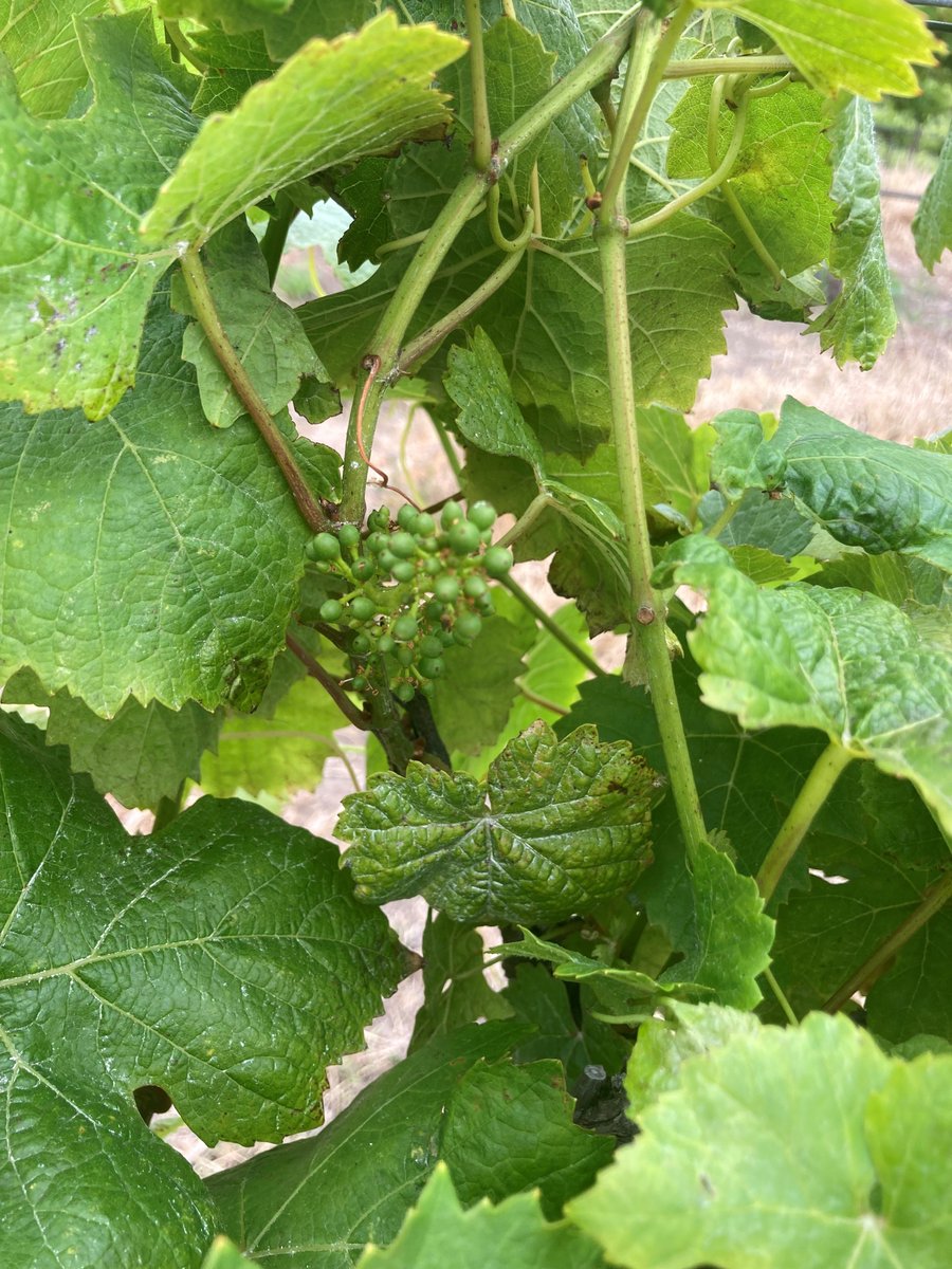 El Rey Wine (@elreywine) on Twitter photo One of my favorite times <a href="/ElReyWine/">El Rey Wine</a> is seeing the potential of great wine. We love farming! One of my favorite times <a href="/ElReyWine/">El Rey Wine</a> is seeing the potential of great wine. We love farming!