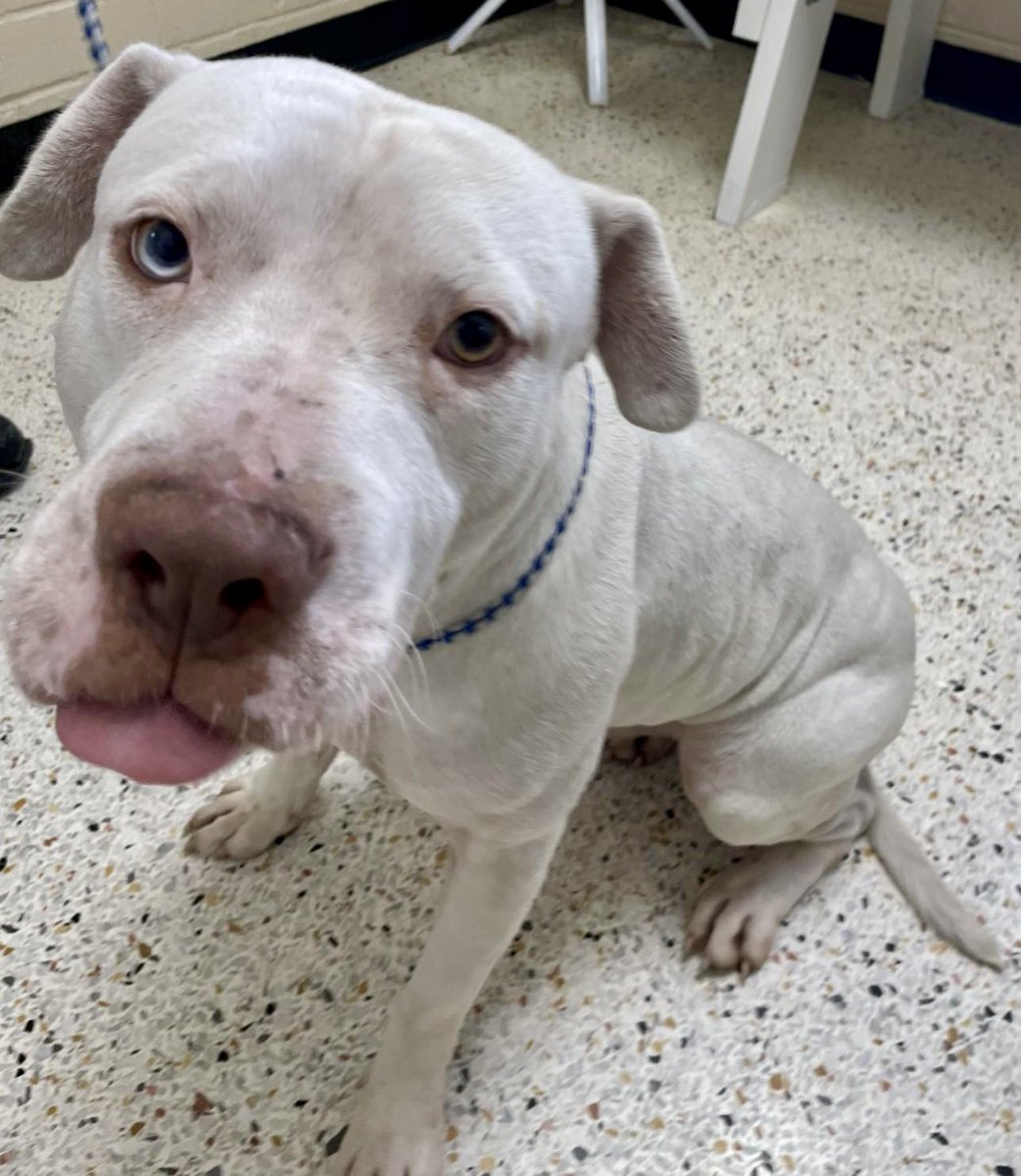 Thorn is a good boy who was found as a stray. He is really sweet &amp; loves to play and give hugs. He weighs about 60 lbs. He deserves a chance. Please we are on a race to save these dogs. The shelter is being overwhelmed with more dogs and we need pledges and retweets for Thorn