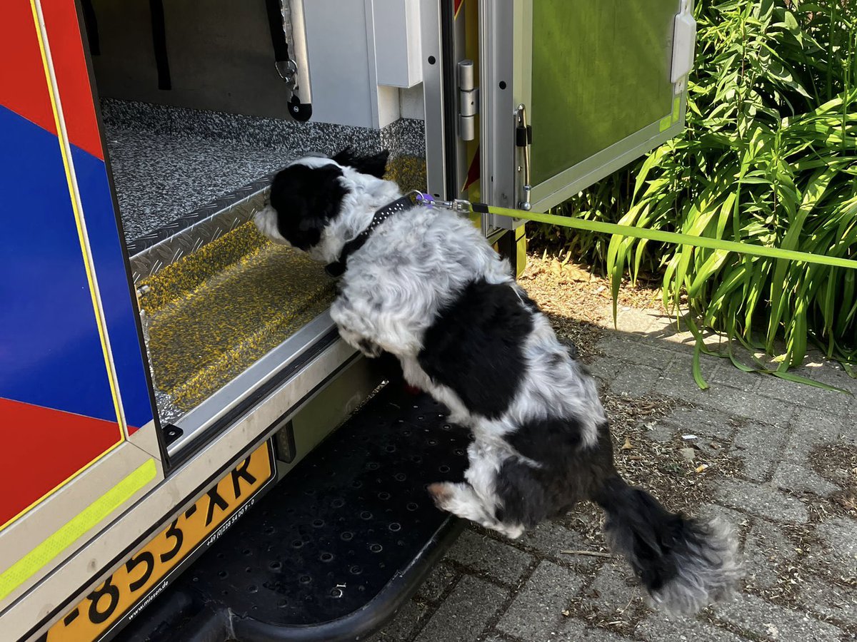 🐶 Als hondje begrijp je er soms weinig van… Je bazin moet ineens mee met vreemde mensen. En jij moet van het bed af. Gelukkig mag je nog een stukje op de brancard meerijden! Maar die grote gele auto in? Dat is te spannend. Dag bazin, tot gauw! 🥰 (Geplaatst met toestemming.)