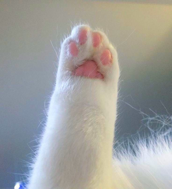 cuttee_cat's tweet photo. اليد الوحيدة المسوح لها تضربني وتعطيني كفوف : https://t.co/uS4hrBHW4f
