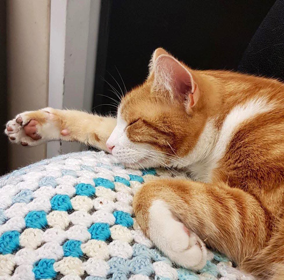 Night night sweet dreamies 

Sending love to those who are dealing with something they haven’t told anybody about
Please try to talk about it
It will get better
And yes, you are stronger than you believe yourself to be 

You are

#cats #cats #Cat #CatsOnTwitter #CatsOfTwitter
