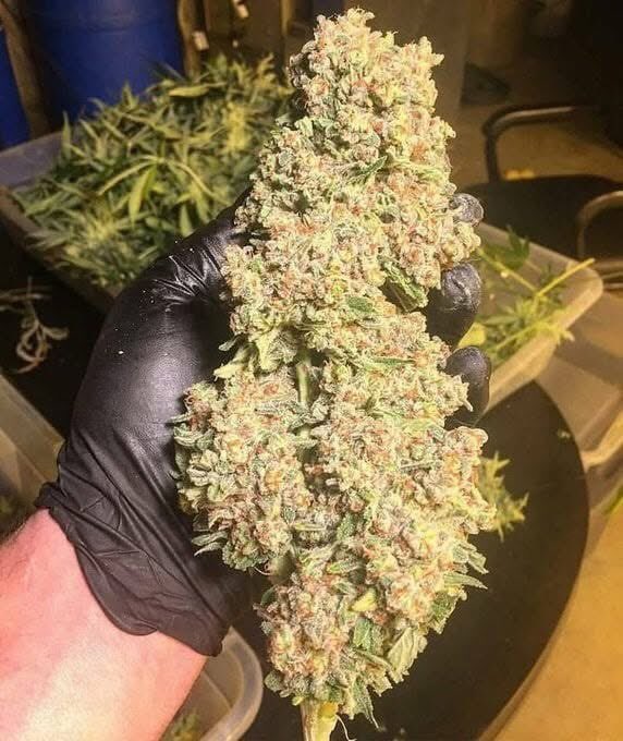 kushmatt_'s tweet photo. How long would it take you? https://t.co/Dl3srDxmsM