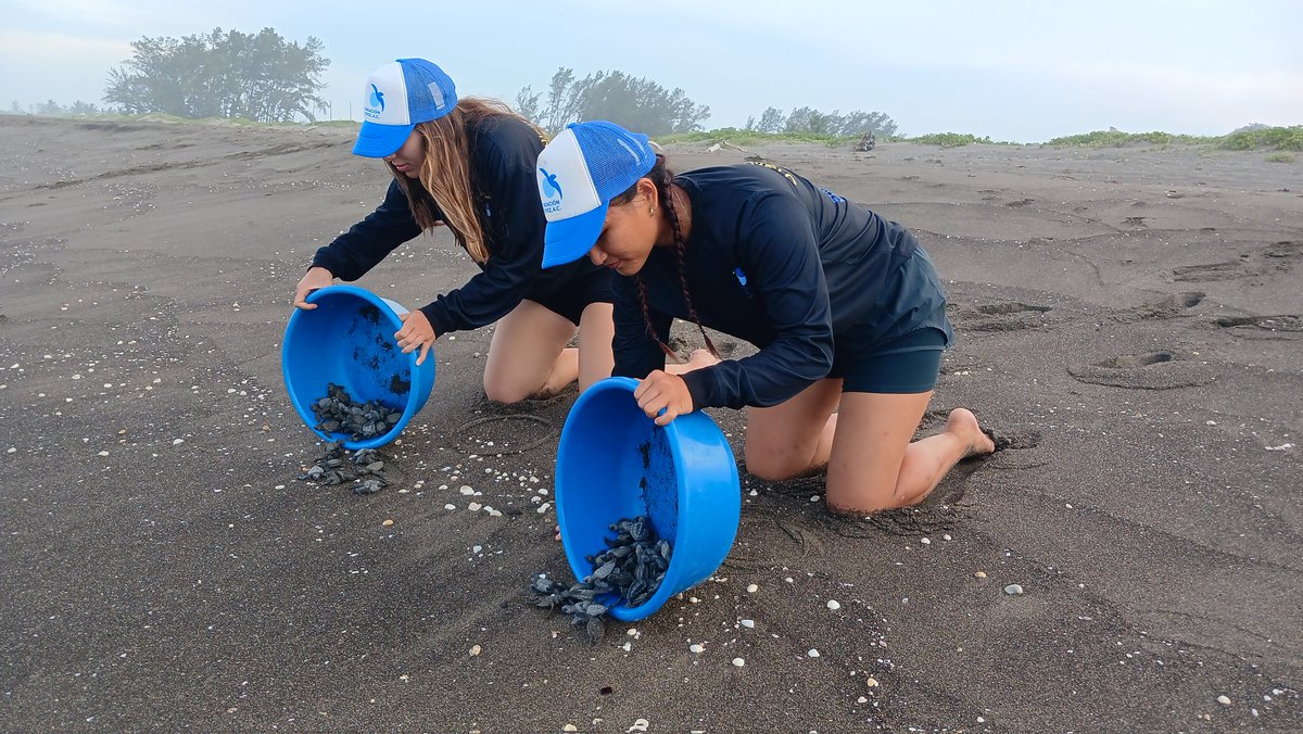 Continuamos con nuestro trabajo de preservación de un animal en peligro de extinción. Agradecemos a nuestras residentes la Lic. Emma Hoffman de Francia y la Biól. Alessia Simmen por su apoyo y respaldo. ¡Muchas gracias! 🐢🤝