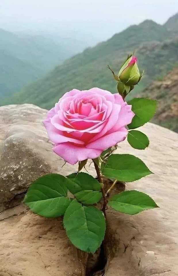 adhm_90's tweet photo. @D79797979797 تحياتي للإعلامي سمير متيني https://t.co/u9Gk7NtgVl