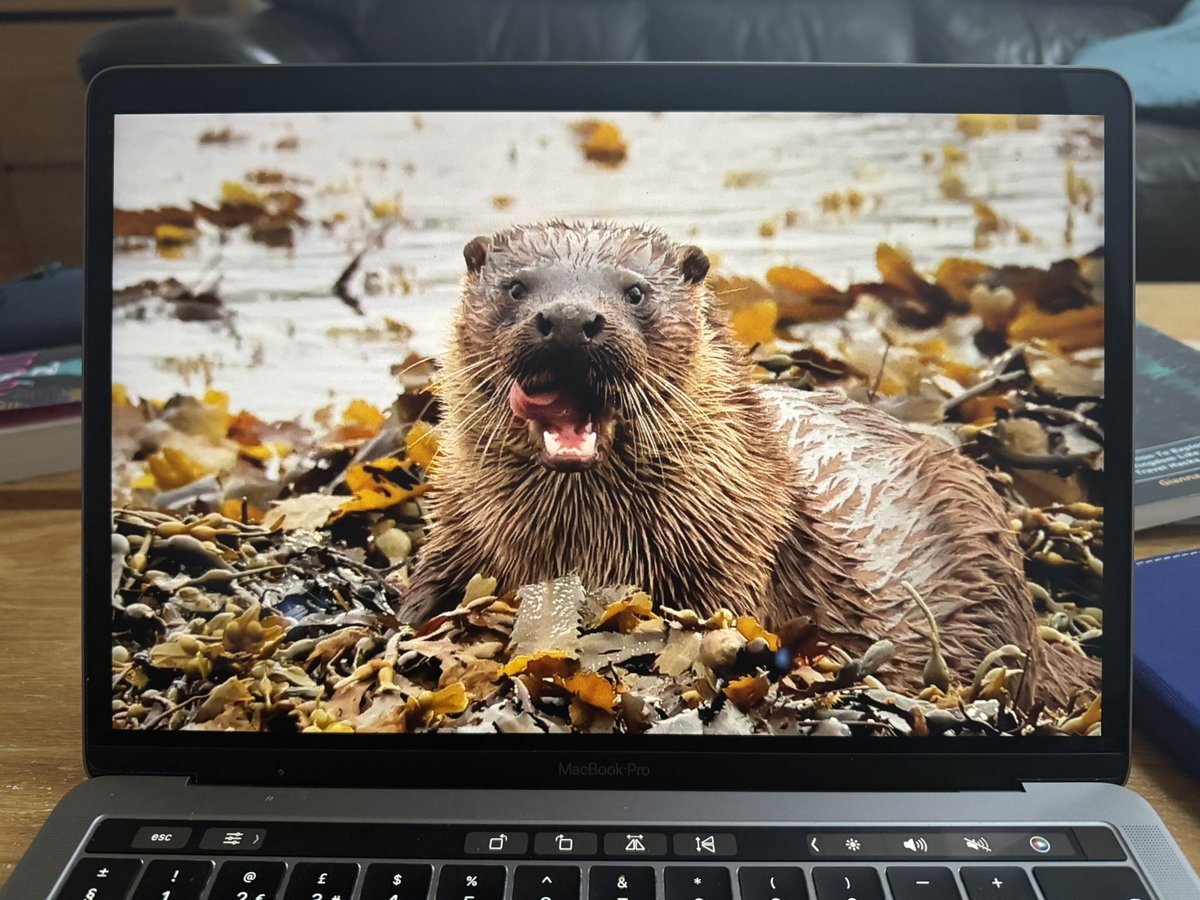 highland_andy's tweet image. A successful day with the #Otters on #Shetland today.
Four individuals seen, two photographed.
Happy times.
FYI these are both clients pics (the guide didn’t take his camera).