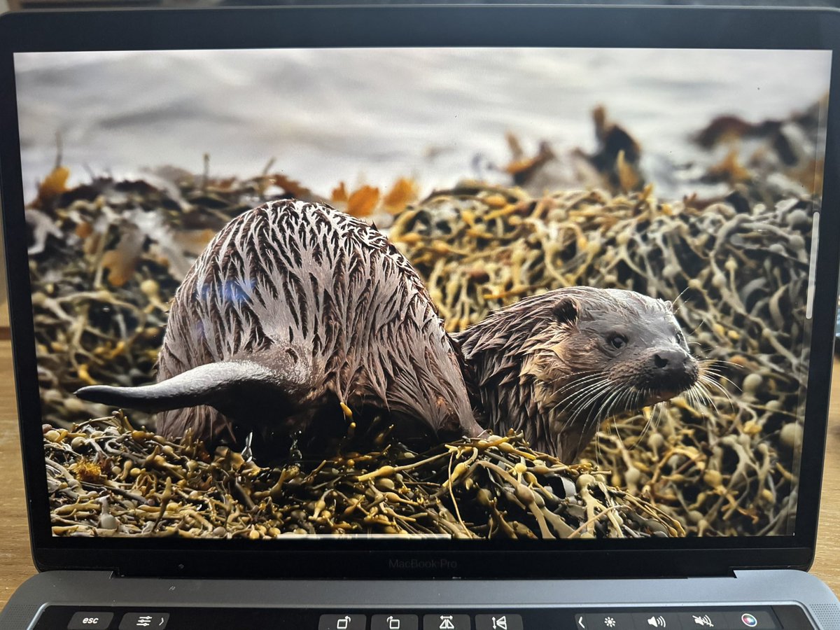 highland_andy's tweet image. A successful day with the #Otters on #Shetland today.
Four individuals seen, two photographed.
Happy times.
FYI these are both clients pics (the guide didn’t take his camera).