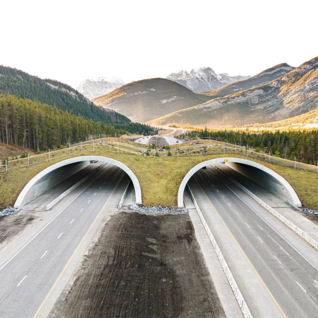 🐾 Le premier passage faunique de l’Alberta hors parc national est ouvert près de Banff ! Conçu par @DIALOGdesign, il protège la faune et ses habitats.
#PassageFaunique #ConservationEnAction