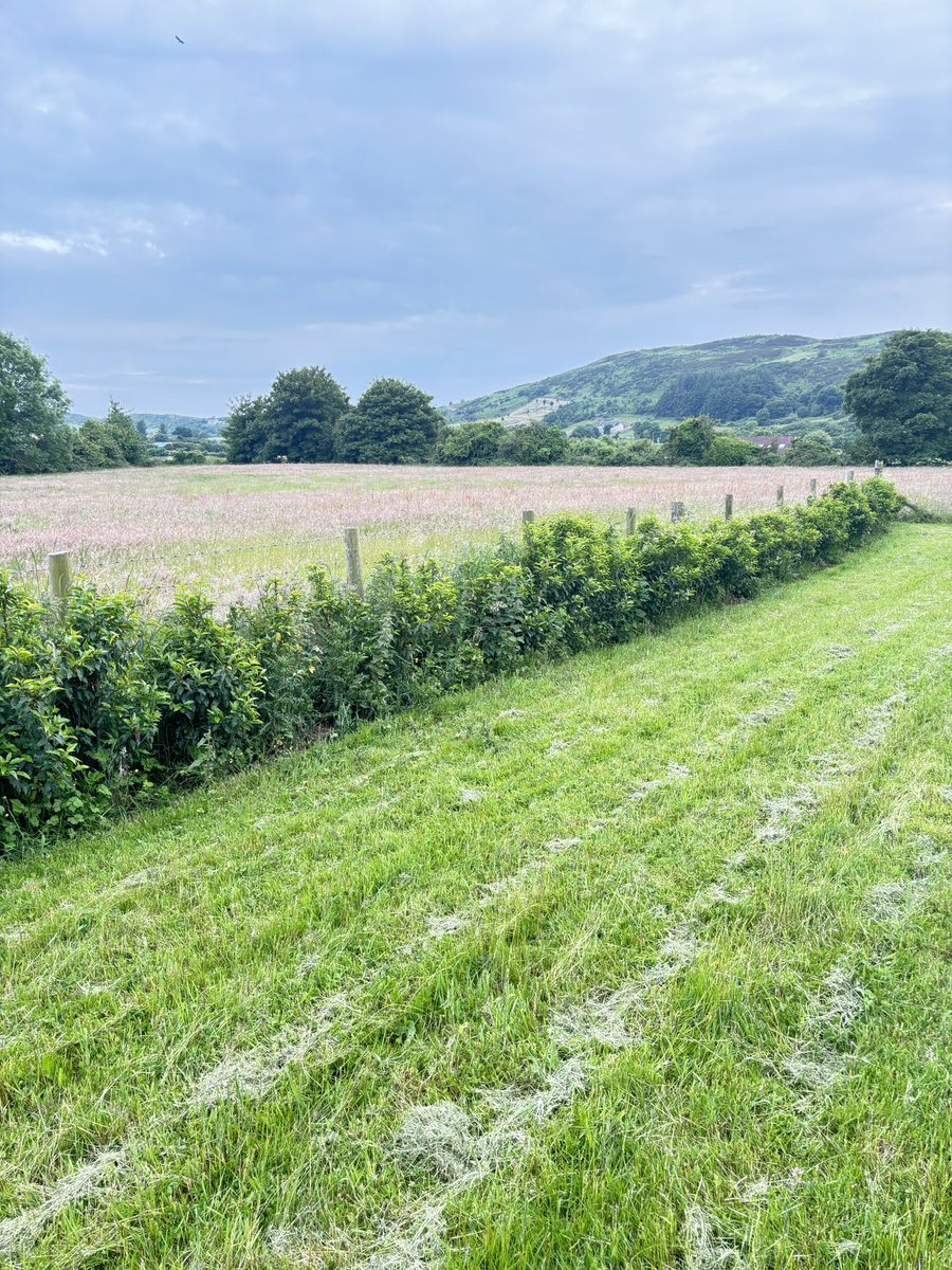 Hedge coming along nicely!  #summer #gardenersworld #PortugueseLaurel