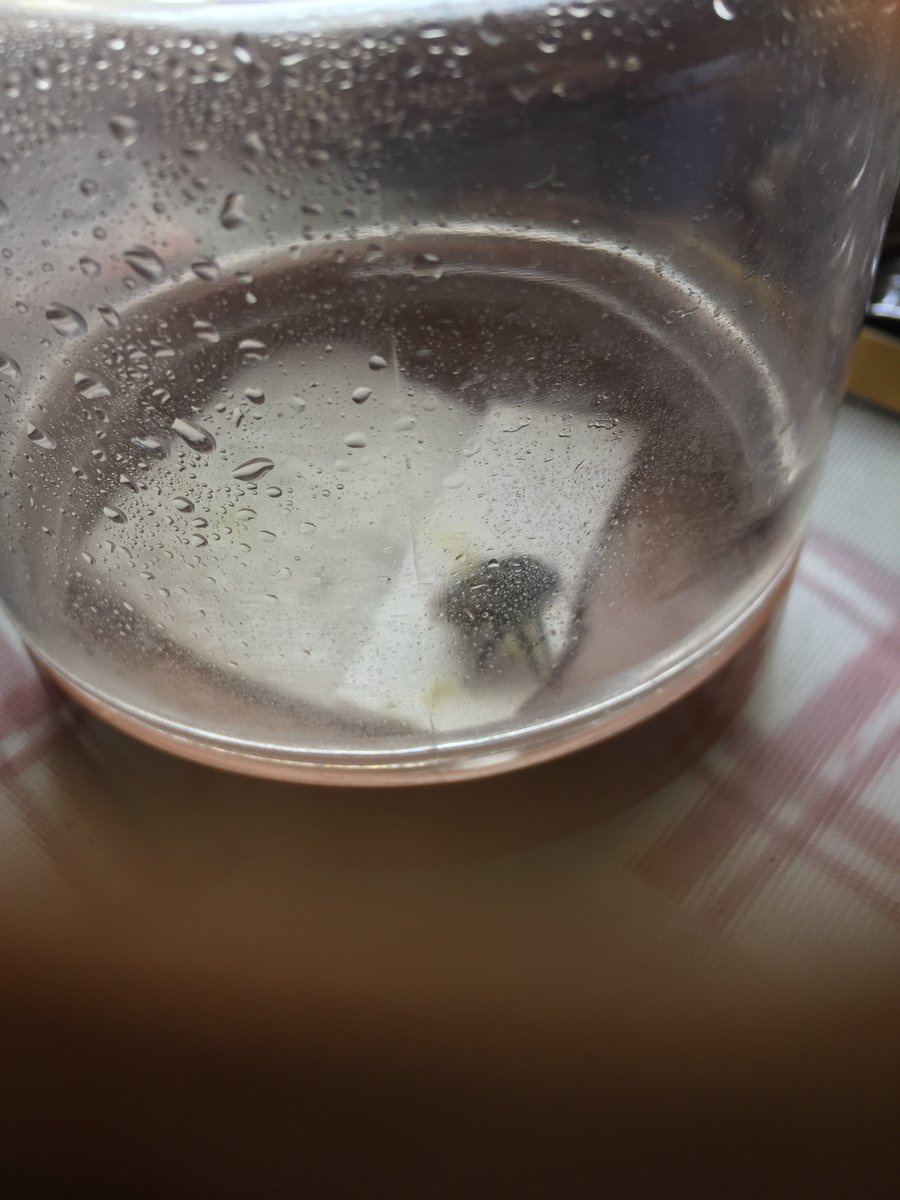 Bumble Bees Again: Insect Chutzpa! Having breakfast. Bee tries entry. Blocked. Tries again. Blocked &amp; off. Comes back silently. BZZZZ! Hangs around table. I uncover a unit to catch him in, he is on it, tongue out sucking up sugar! He just came back for breakfast. The cheeky git.