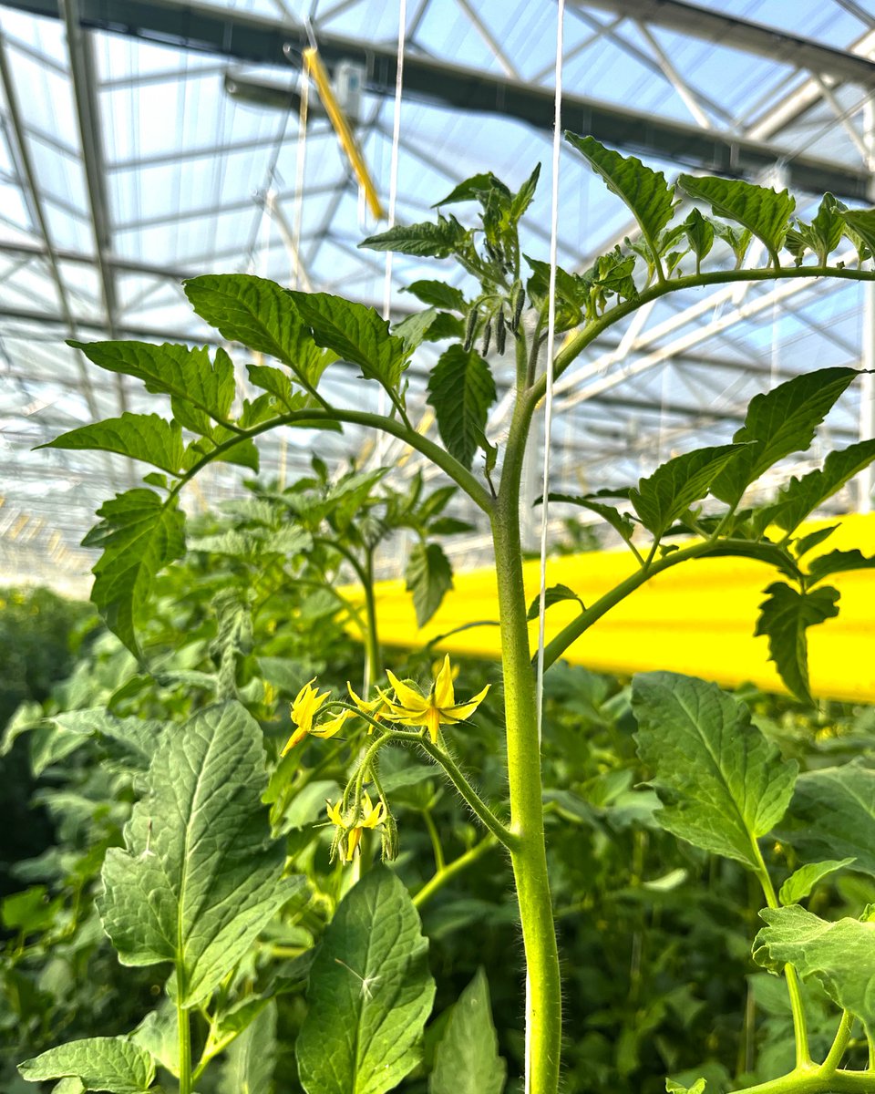 Did you know we typically harvest weekly from December until August? Picking ripe, fresh tomatoes, ready for your plate!