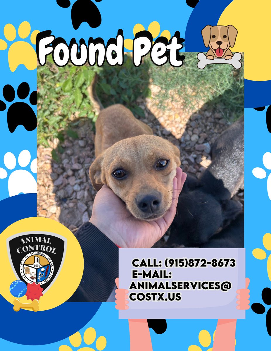 The City of Socorro's Animal Control Services recently found three Chihuahua-mix dogs — two males and one female — in the Gran Villa Court area.

If you recognize them or have any information about their owners, please contact our department at 📞 (915) 872-8673.