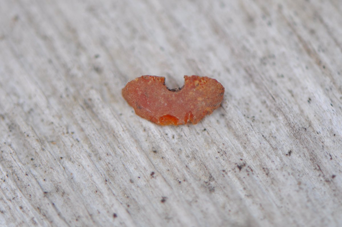 Lovely little find today, spotted by Aidan...