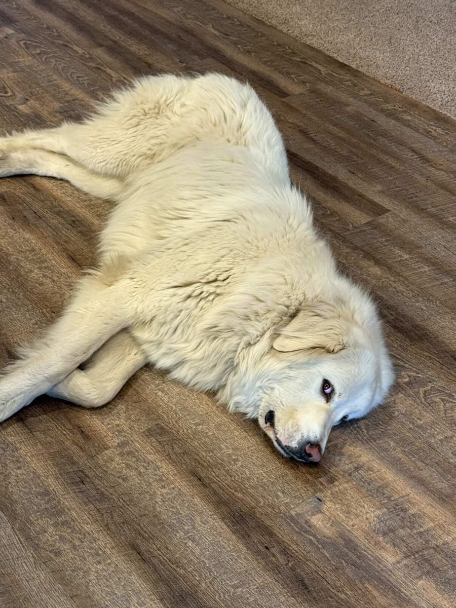 DiloConPerritos's tweet photo. Max es un perrito que se escapó en la madrugada y caminó 8 km durante 2 horas hasta una tienda donde antes le habían dado un burrito de desayuno. Aunque la tienda aún no abría, en la ma��ana lo encontraron esperando pacientemente afuera. Su collar con GPS reveló toda la travesía.🌯