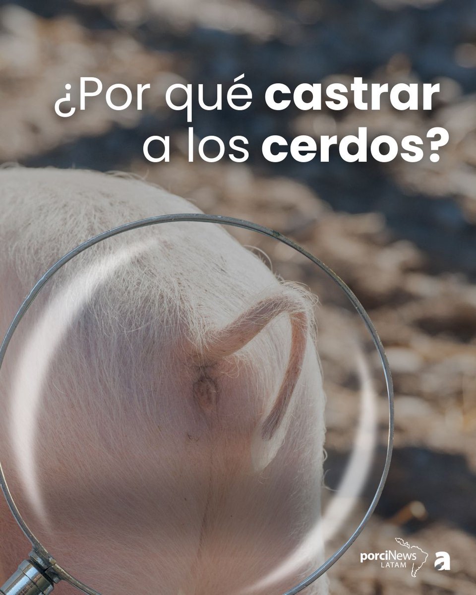 PorcinewsLATAM's tweet image. 🧐La principal razón para castrar a los #cerdos machos es la aparición del olor a #verraco, un olor y sabor que se percibe al cocinar y comer la carne de algunos cerdos enteros.

🔎Se ha demostrado que hay dos compuestos principales asociados al olor a verraco: la #androstenona y