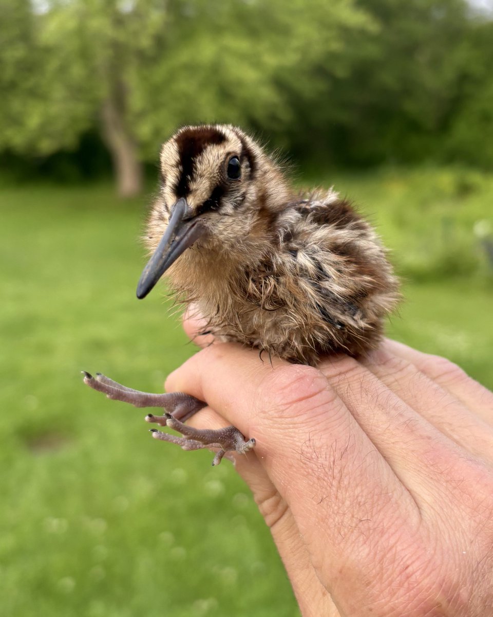Was visited by baby aliens at the banding station today 👽👽👽

(American Woodcock)