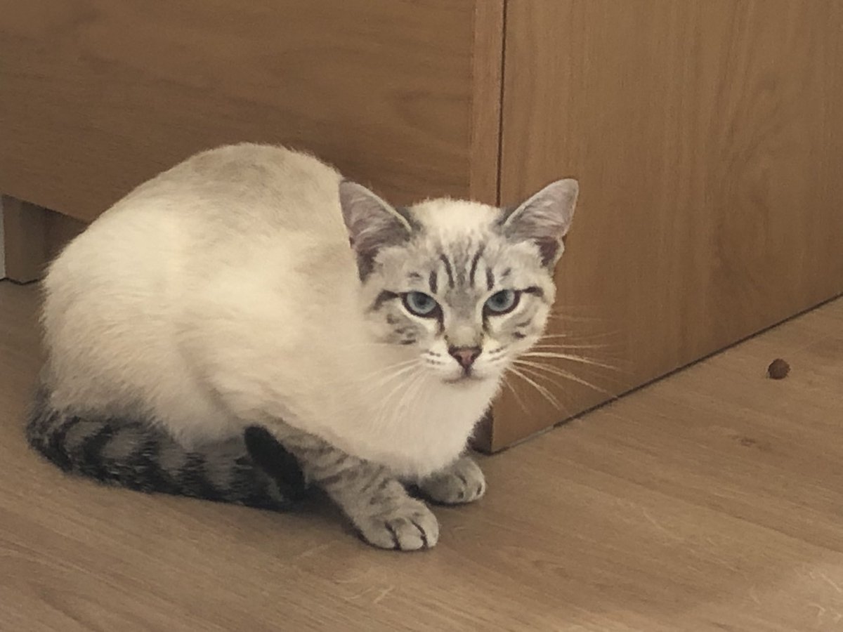 joanmorcillo's tweet photo. @_Highsmith__ Jo he adoptat un gatet que també ve traumat del carrer. Demà farà tres setmanes que és amb mi i encara no ha deixat que el toqui perquè té moltissima por. Espero que amb paciència i temps se m’acostarà perquè pobret fa molta pinta de necessitar amor ❤️ https://t.co/XM2v5MtDb2