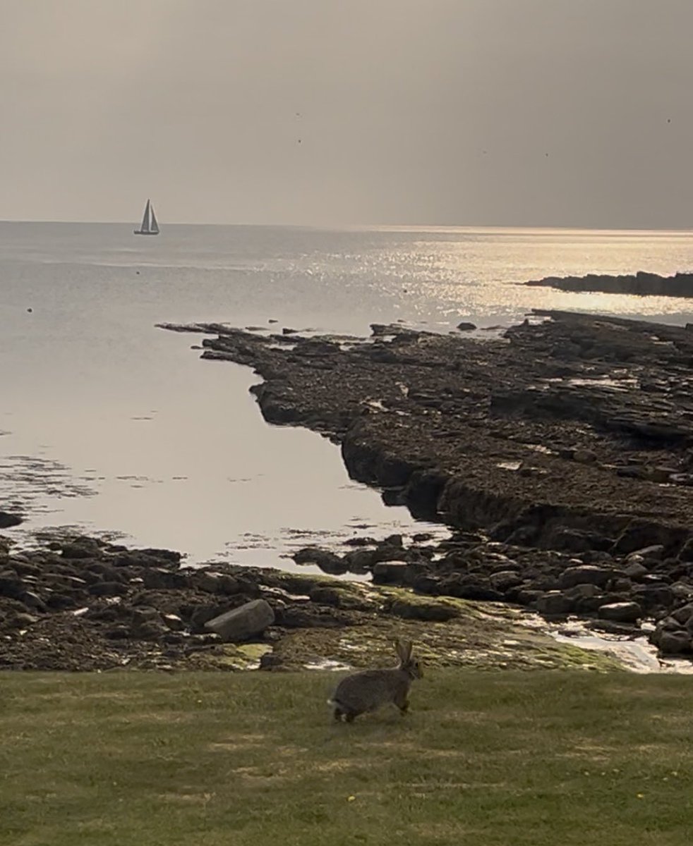 Just a rabbit watching a yacht at sunrise in #Northumberland