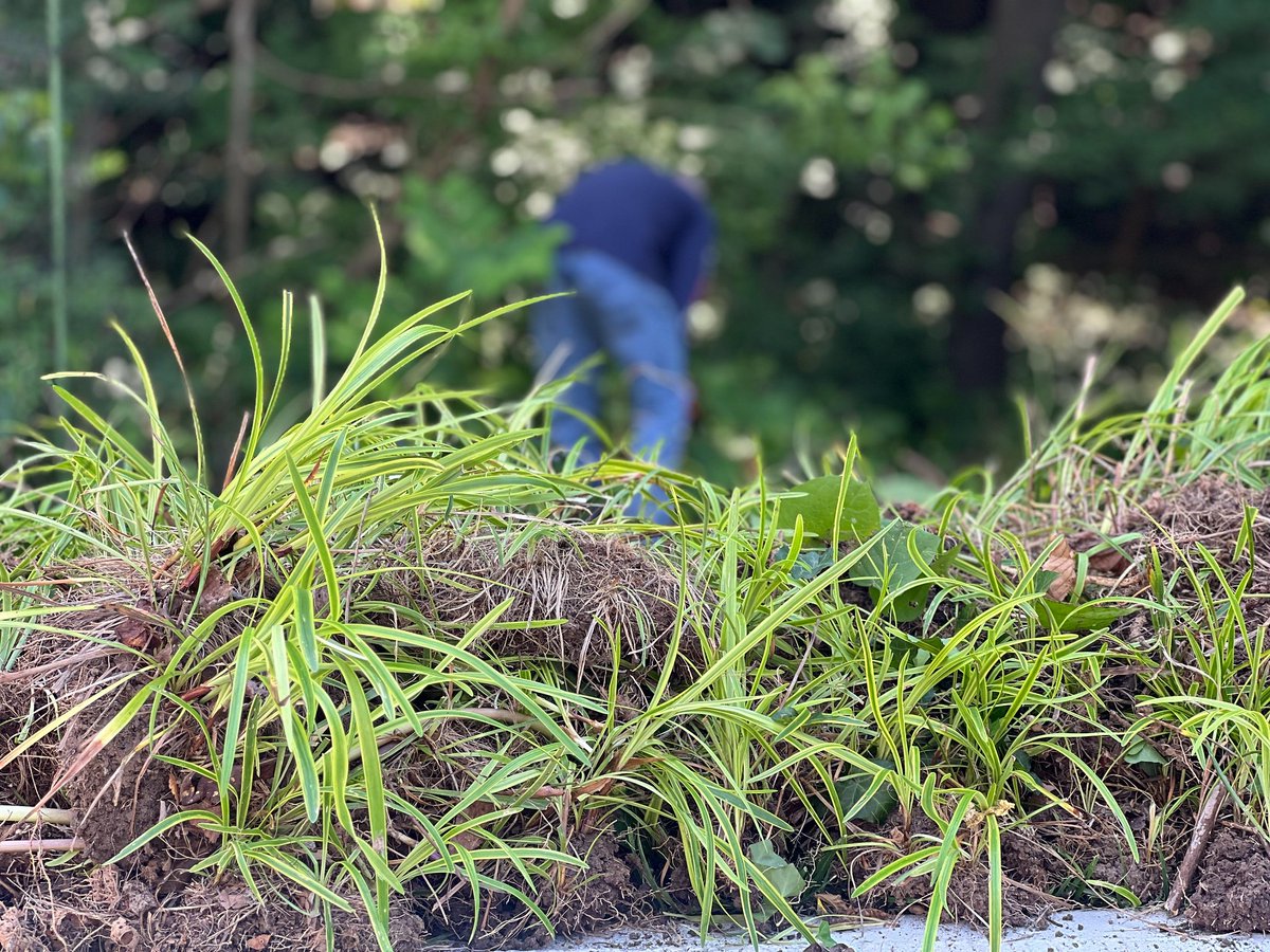 🌿 Join us on Friday, June 13, from 10:00 AM - 12:00 PM for a volunteer invasive removal event at Broad Branch! Help us restore our habitat and enjoy some time outdoors. No experience needed! 🌿

Register here: tinyurl.com/5n6bzdsz
