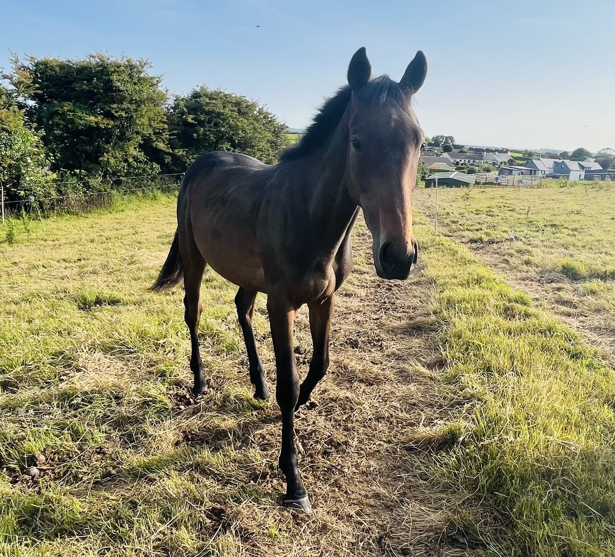 Gullane Stables tweet media