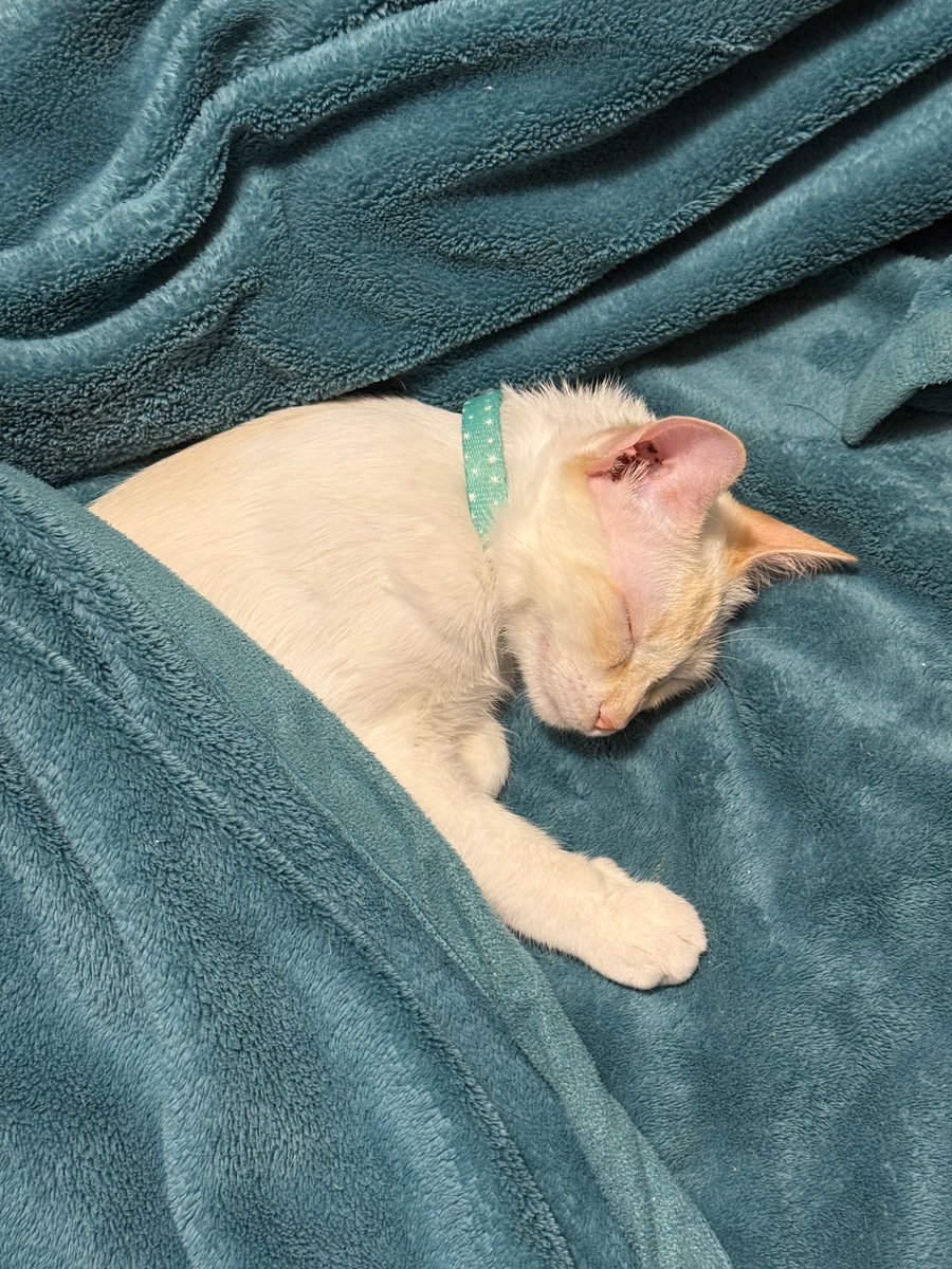 Confirmo que las mascotas se parecen a sus dueños 💅