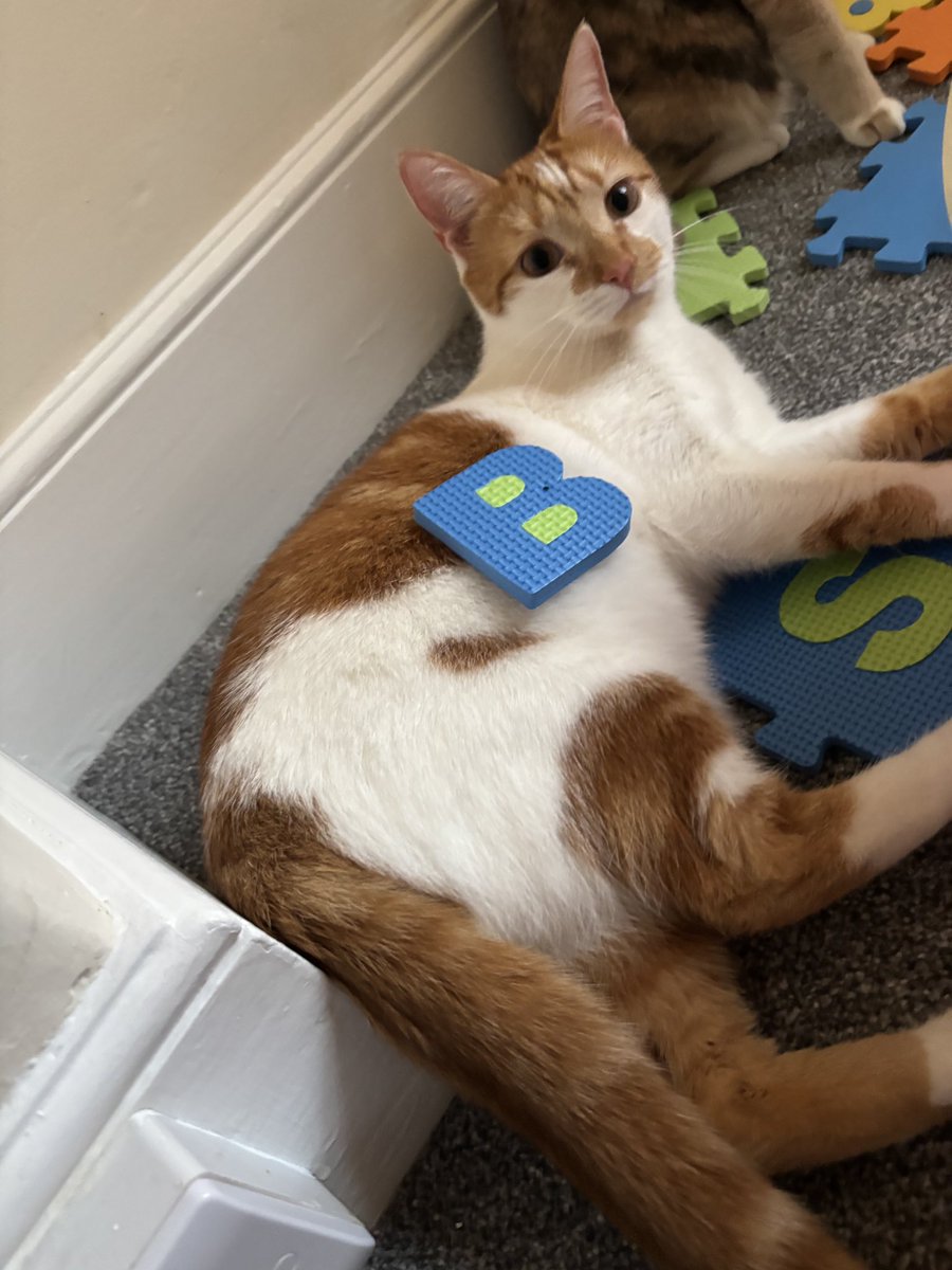 binkywinkywoo's tweet image. b is for    Bingin
