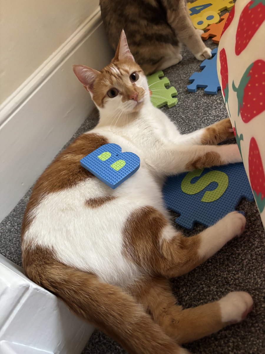 binkywinkywoo's tweet image. b is for    Bingin
