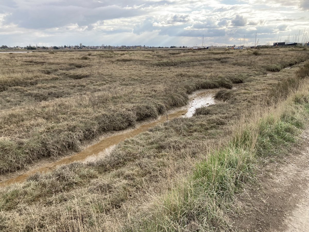 Today is the first #WorldSaltmarshDay 11th June, it’s an amazing estuarine habitat, food &amp; shelter for wildfowl &amp; waders, tolerant plants of changing salinity, fish nurseries,home to invertebrates incl. shellfish, buffer against sea rising, carbon store. #colne estuary
