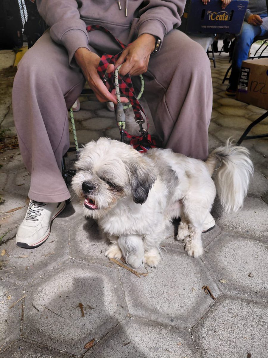 Agradecemos sinceramente a la colonia Riego Sur 🏘️ por su valiosa participación en la Jornada de Bienestar Animal 🐶🐱. Su compromiso y apoyo 🤝 hacen la diferencia para construir una #CapitalImparable más responsable y amorosa con nuestros animales 🐾💚. 
#Puebla