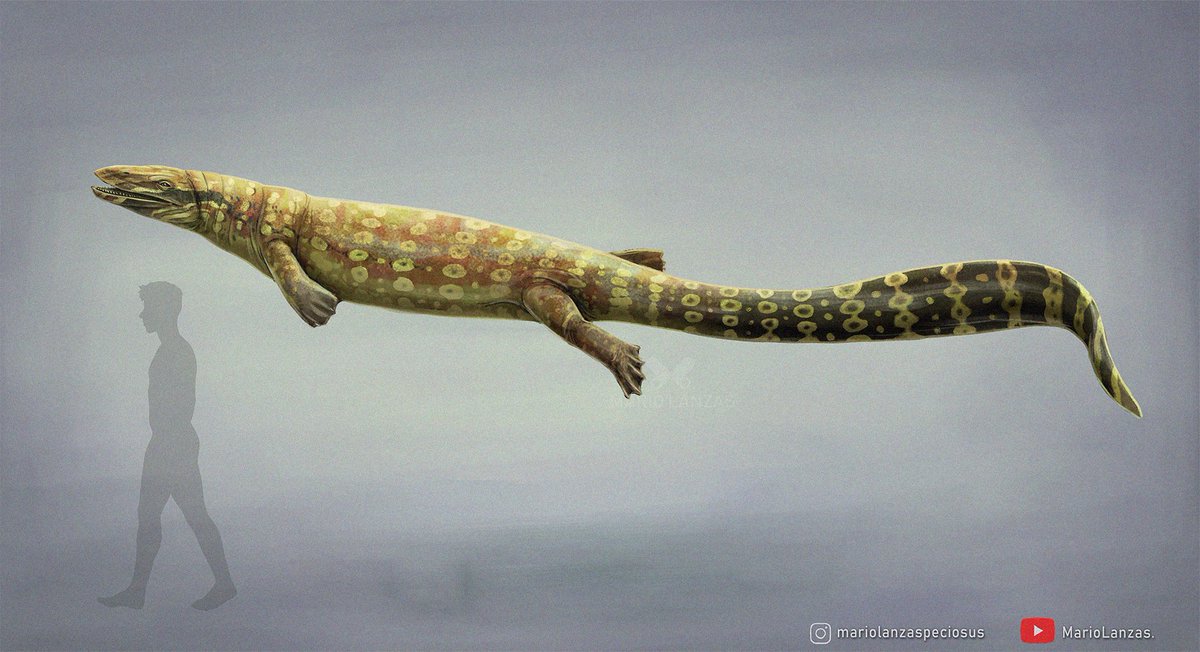 PANNONIASAURUS, from the new video: youtube.com/watch?v=KGhcTc… I dedicated to Mosasaurs and relatives. the last big group of Mesozoic marine reptiles #pannoniasaurus #paleoart #marinereptiles