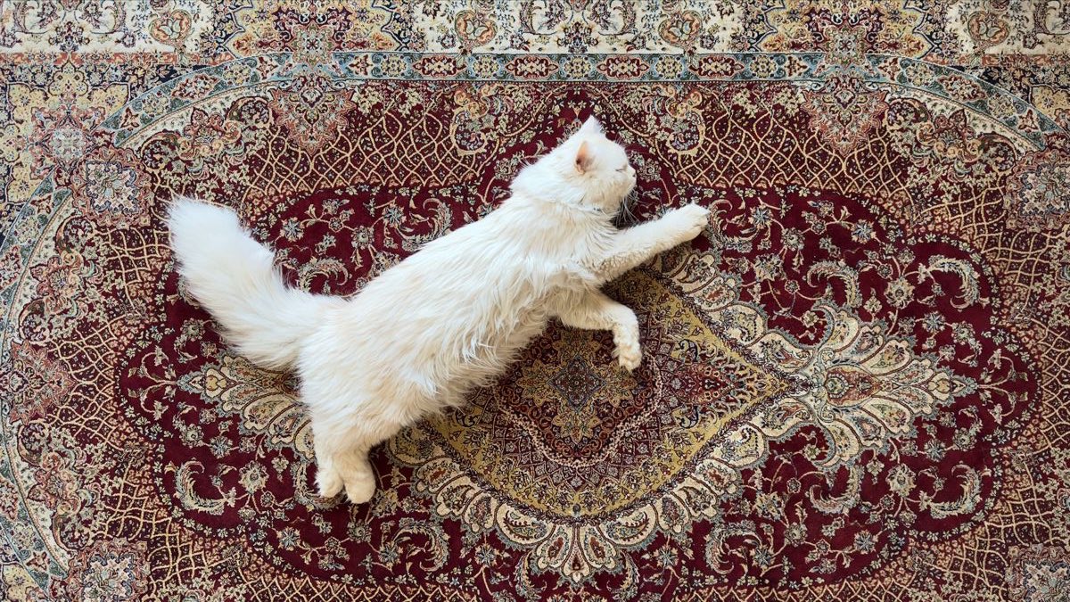 gal౨ৎ tweet media