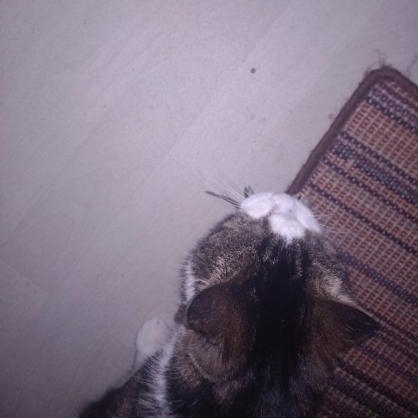 Ze heeft de smaak te pakken 😹
Dit keer sliep ik nog niet.
Die ouwe vind het wel wat dat ze ze vangt.
Je ziet net het staartje uit zijn bek hangen 😸😸