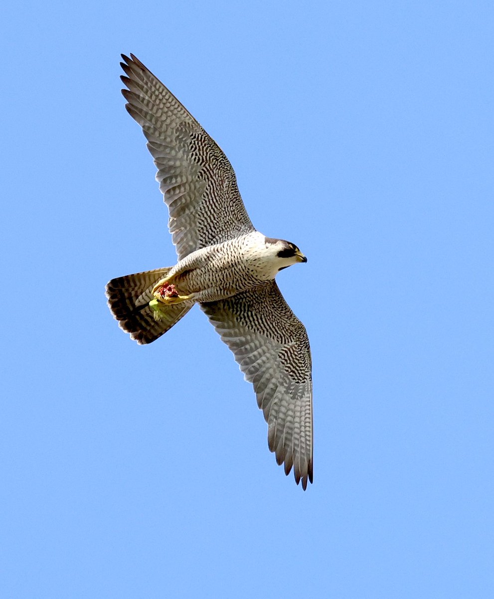 Peregrine Falcon today at St Albans Cathedral ⁦<a href="/HMWTBadger/">Herts & Middlesex Wildlife Trust</a>⁩ ⁦<a href="/VerValleySoc/">Ver Valley Society</a>⁩ <a href="/StAlbansCath/">St Albans Cathedral</a>