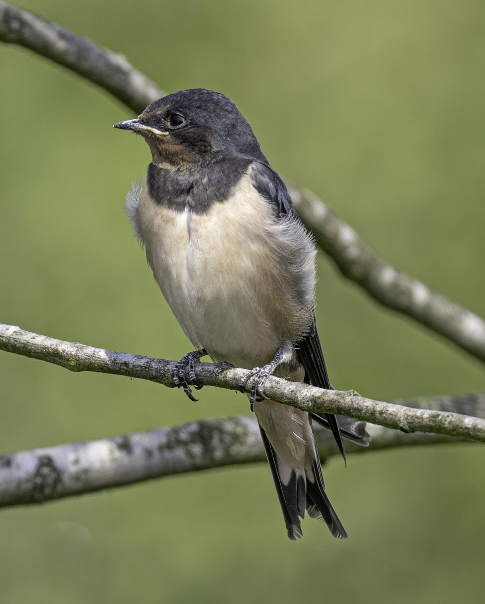 Recently fledged Swallow near Wetherby <a href="/nybirdnews/">NorthYorksBirdNews</a> <a href="/HDNSFarnham/">HDNS</a>