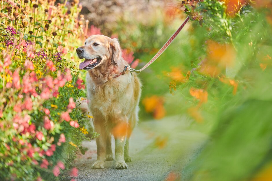 🐾🐾 Ready for a pawsome visit to the garden? Walkies is back at RHS Harlow Carr! 

🐶  Non-member prices: Adults £7; children £3
🐶 RHS members and dogs go free

Find out more here: bit.ly/4fHifVf

#Walkies #RHSHarlowCarr